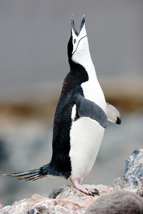 Chinstrap Penguin Courting Display Photograph By William Ervin/science ...