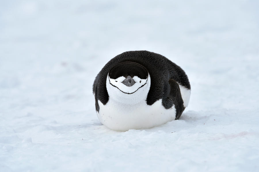 Chinstrap Penguin Photograph by Dr P. Marazzi