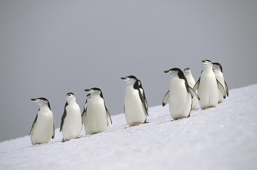 Chinstrap Penguin Group Antarctica Photograph by Konrad Wothe