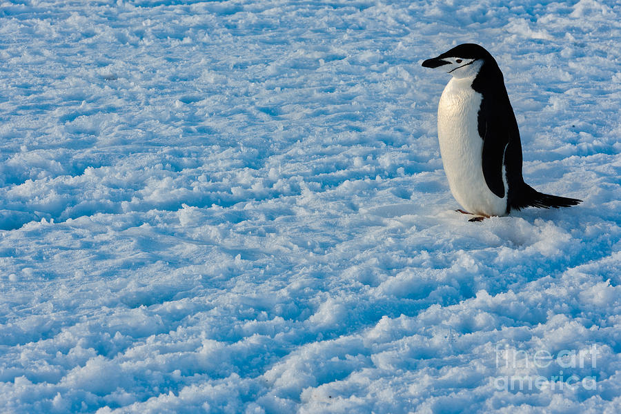 Chinstrap Penguin Photograph by John Shaw