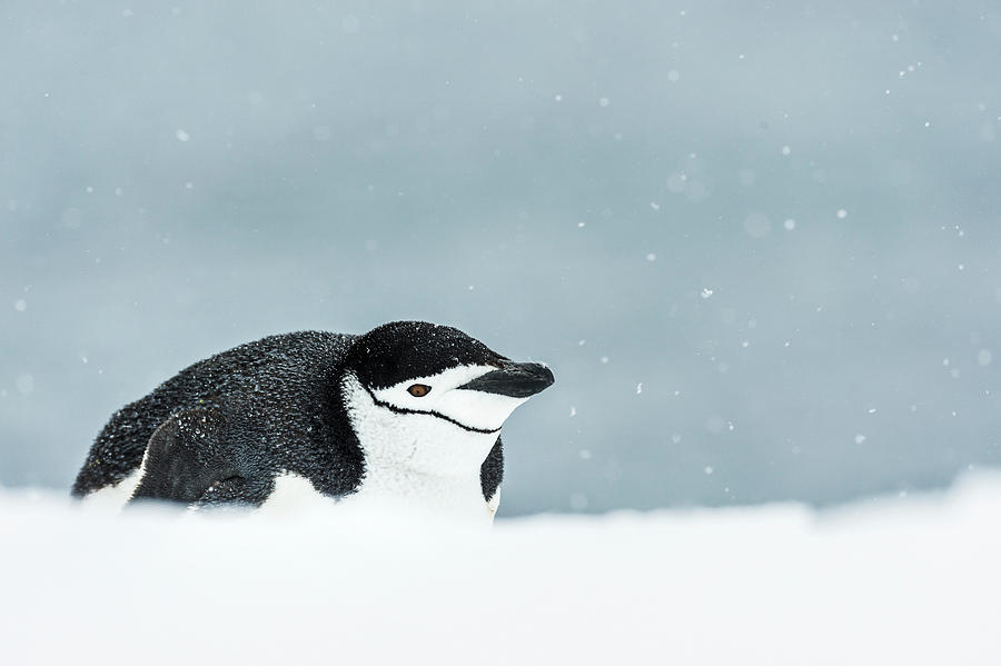 Chinstrap Penguin  Pygoscelis Photograph by Deb Garside