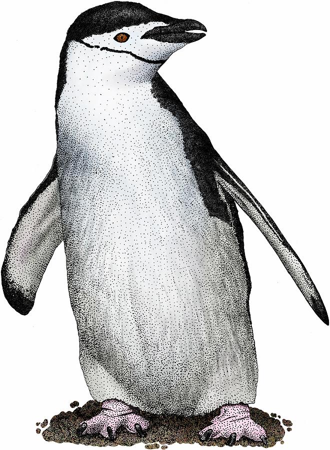 Chinstrap Penguin Photograph by Roger Hall