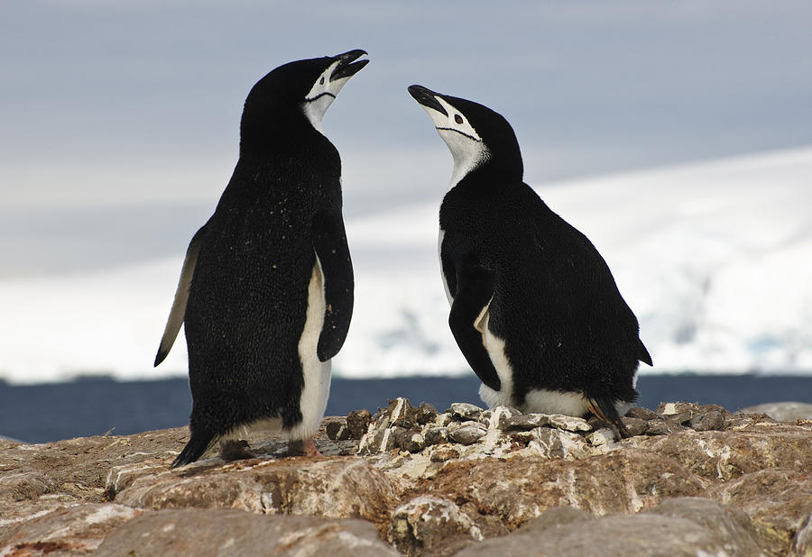 Chinstrap Penguins, Antarctica Photograph by John Shaw