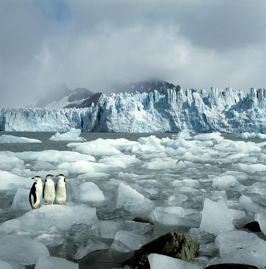 Chinstrap Penguins Photograph by British Antarctic Survey/science Photo ...