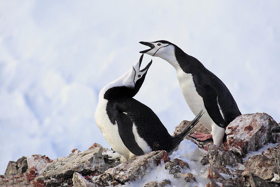 Chinstrap Penguins Courting Brown Bluff Photograph by Jurgen & Christine Sohns