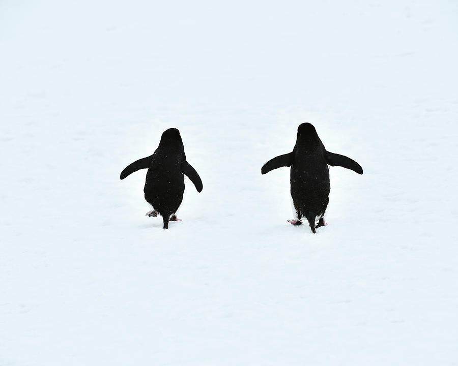 Chinstrap Penguins Photograph by Dr P. Marazzi