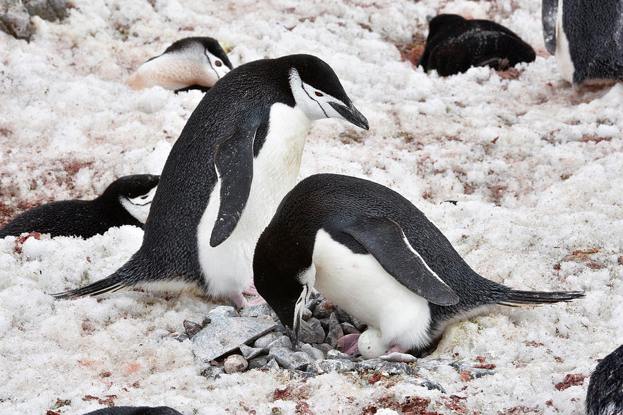 Penguin Photograph - Chinstrap Penguins Nesting by Dr P. Marazzi