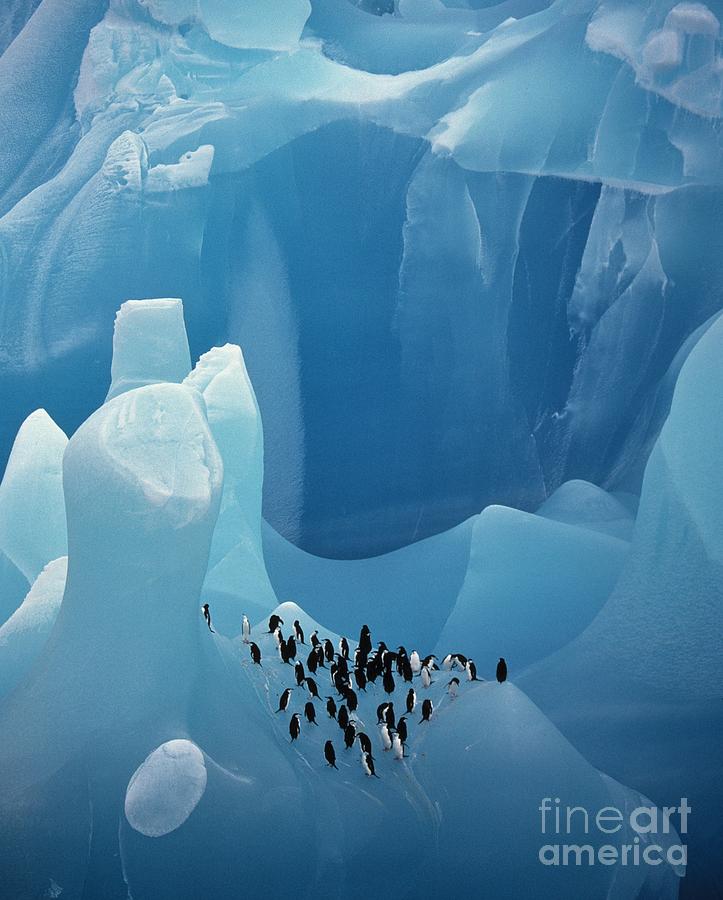Chinstrap Penguins On Blue Iceberg Photograph by Bryan and Cherry Alexander