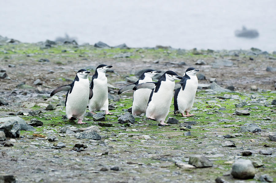 Chinstrap Penguins Pygoscelis Photograph by Jim Julien / Design Pics