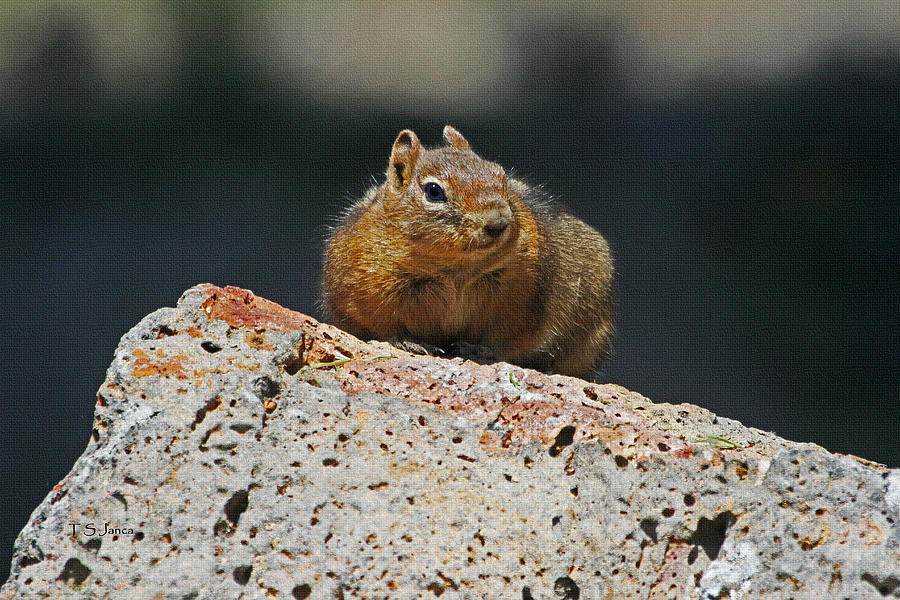 Chipmonk On A Rock Photograph by Tom Janca