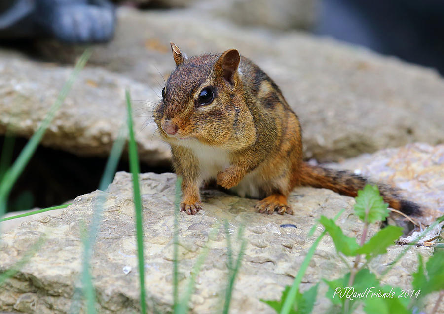 Chipmonk Photograph by PJQandFriends Photography