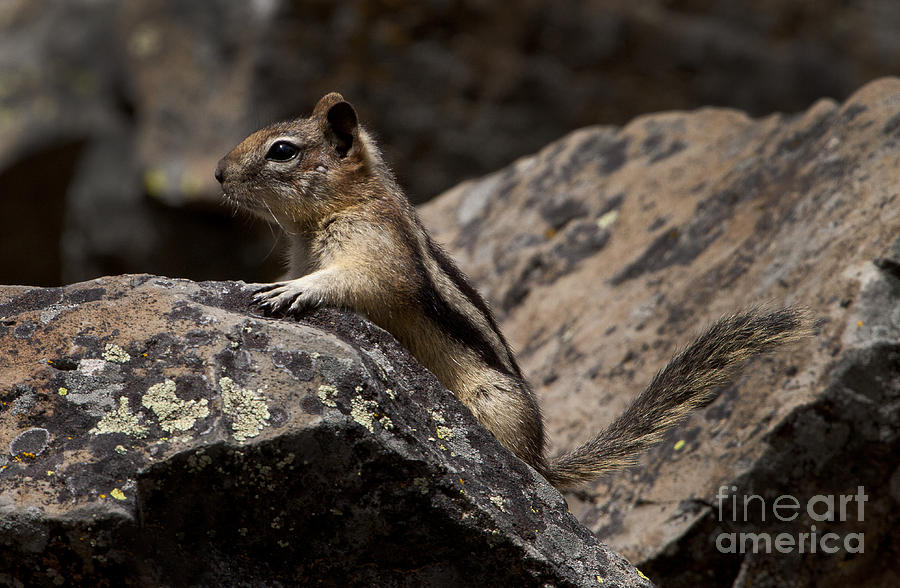 Yellowstone National Park Photograph - Chipmunk   #8276 by J L Woody Wooden