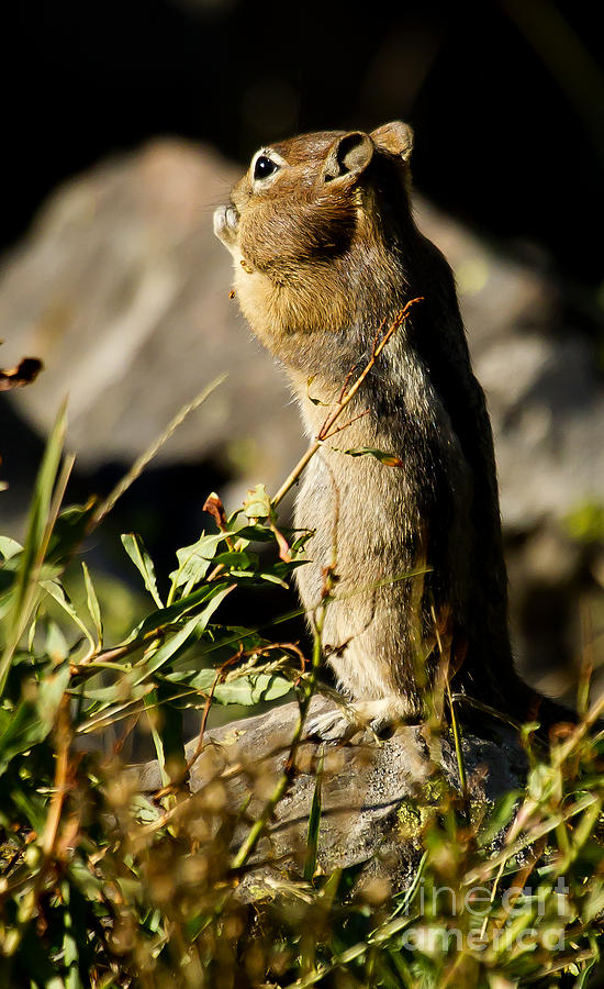 Chipmunk Photograph - Chipmunk   #9594 by J L Woody Wooden
