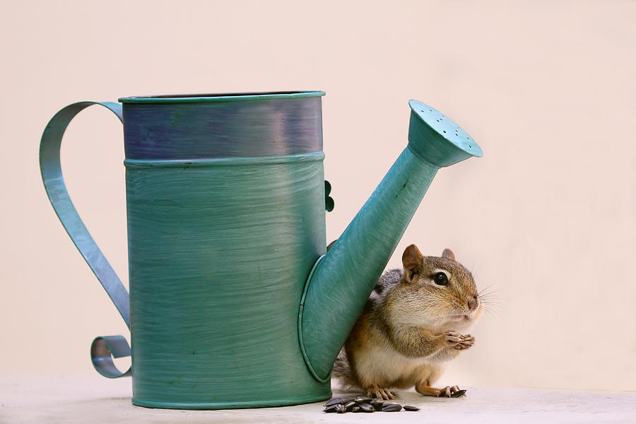 Chipmunk and Watering Can Photograph by Peggy Collins