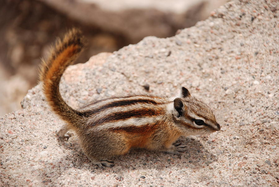 Nature Photograph - Chipmunk by Norma Brock
