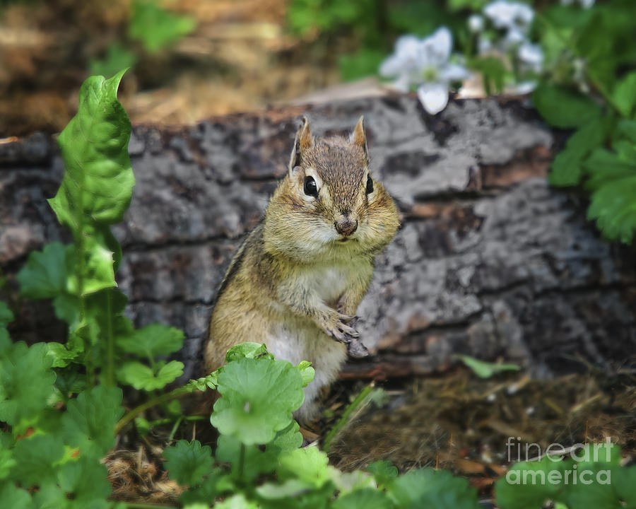 Hunters chipmunk cheeks фиалка фото