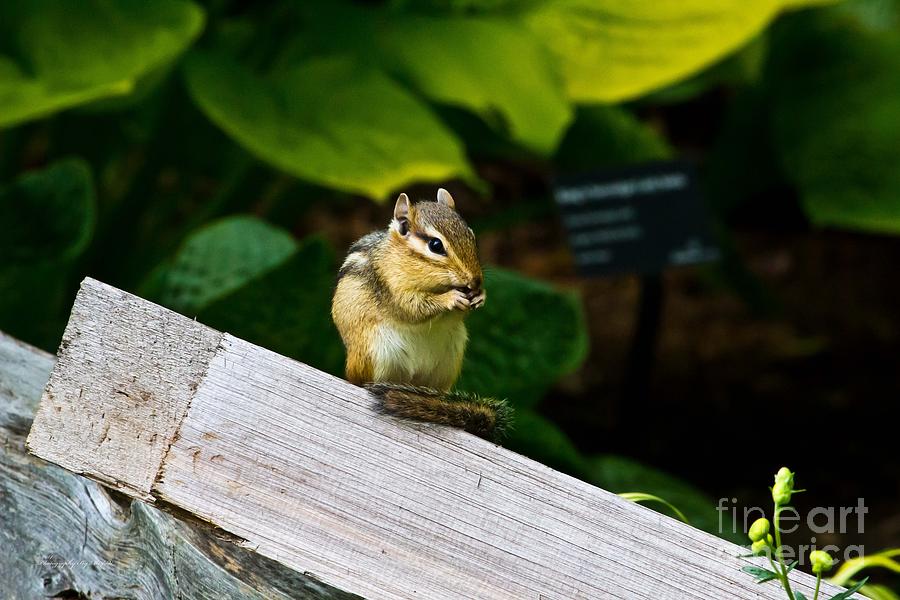 Chipmunk Chow Time Photograph by Ms Judi
