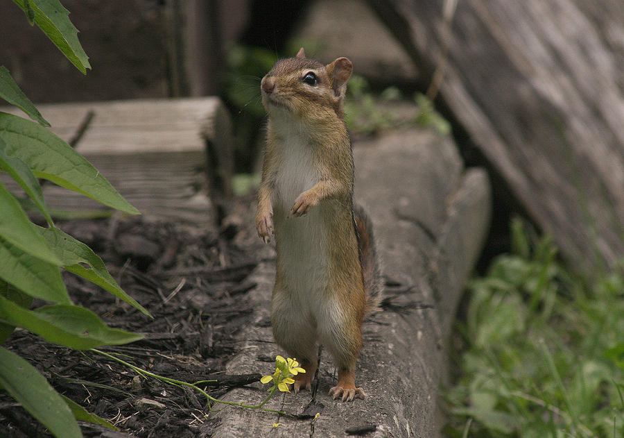 Chipmunk Photograph by Cindy Haggerty