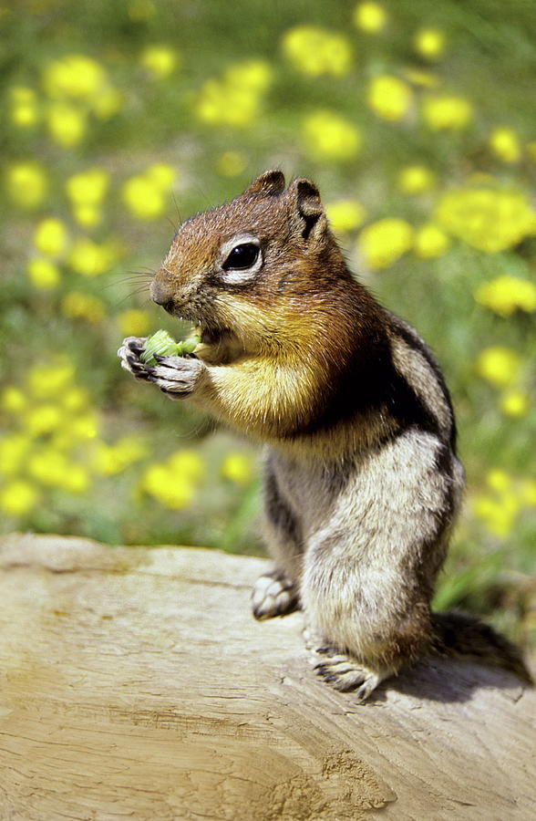 Chipmunk Feeding Photograph By Tony Craddockscience Photo Library 