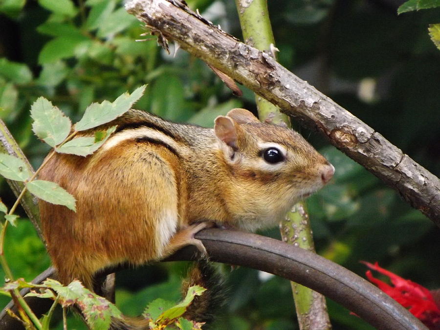 Chipmunkfull Cheeks Photograph By Cheryl King Pixels 1377