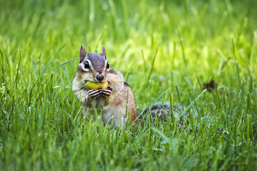 Animal Photograph - Chipmunk Gathering Nuts by Christina Rollo
