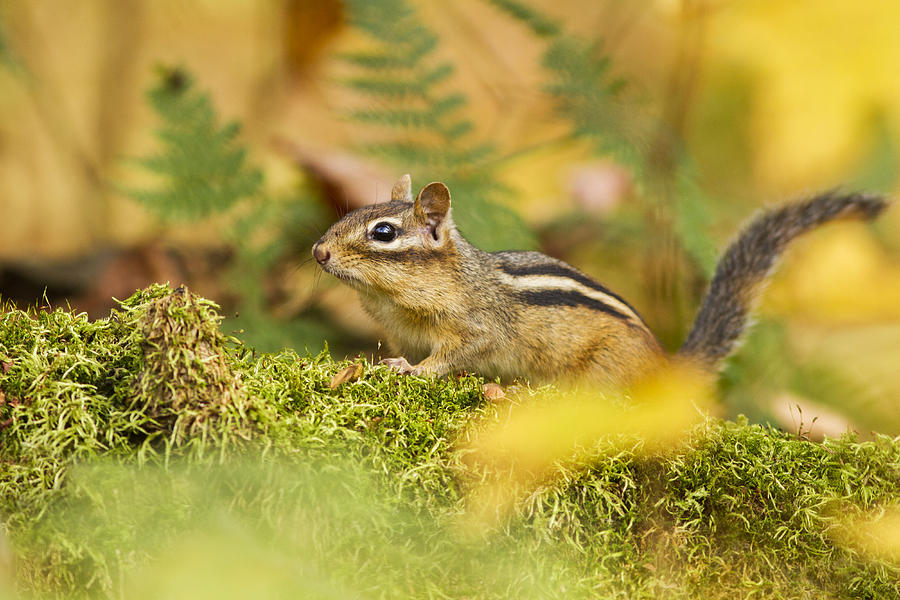 Chipmunk in autumn Photograph by Mircea Costina Photography