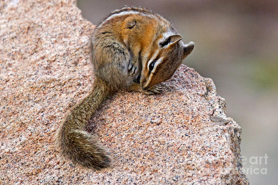 Chipmunk in Rocky Mountain National Park Photograph by Fred Stearns