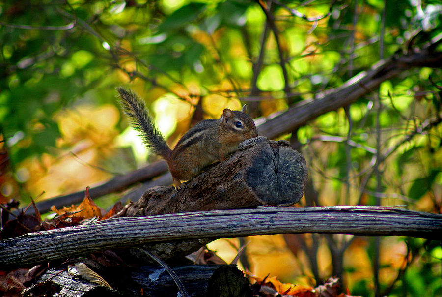 Chipmunk in the Woods Photograph by Karen Adams
