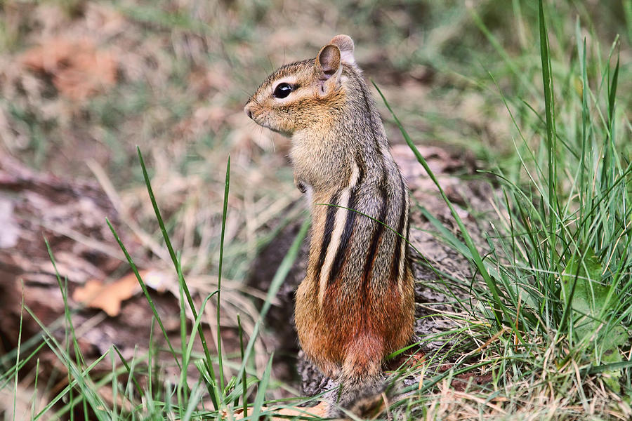Chipmunk in the Yard Photograph by Peggy Collins
