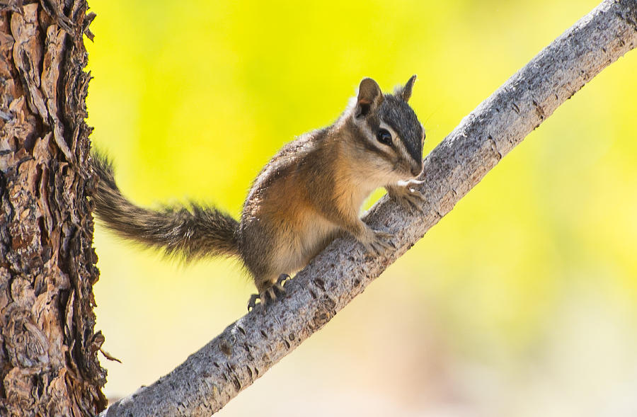 Chipmunk in Tree Photograph by Janis Knight