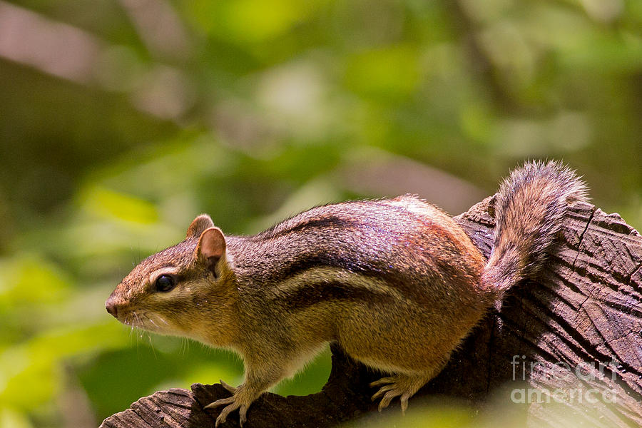 Little Chipmunk Twitch