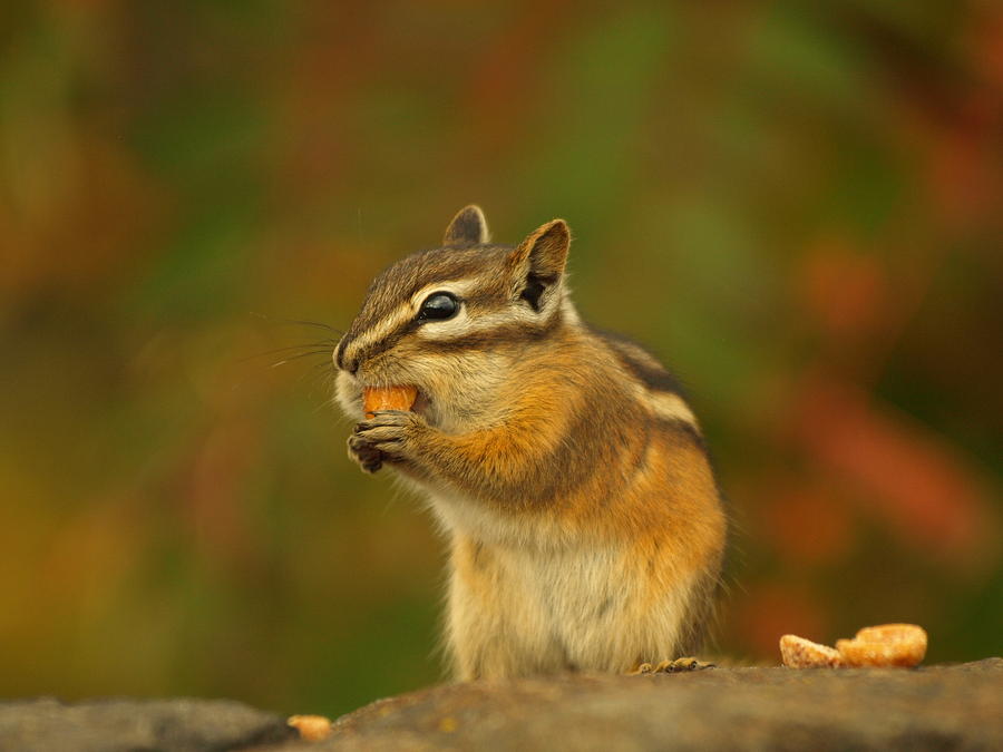 Chipmunk Loving Honey Roasted Peanuts Photograph by James Peterson