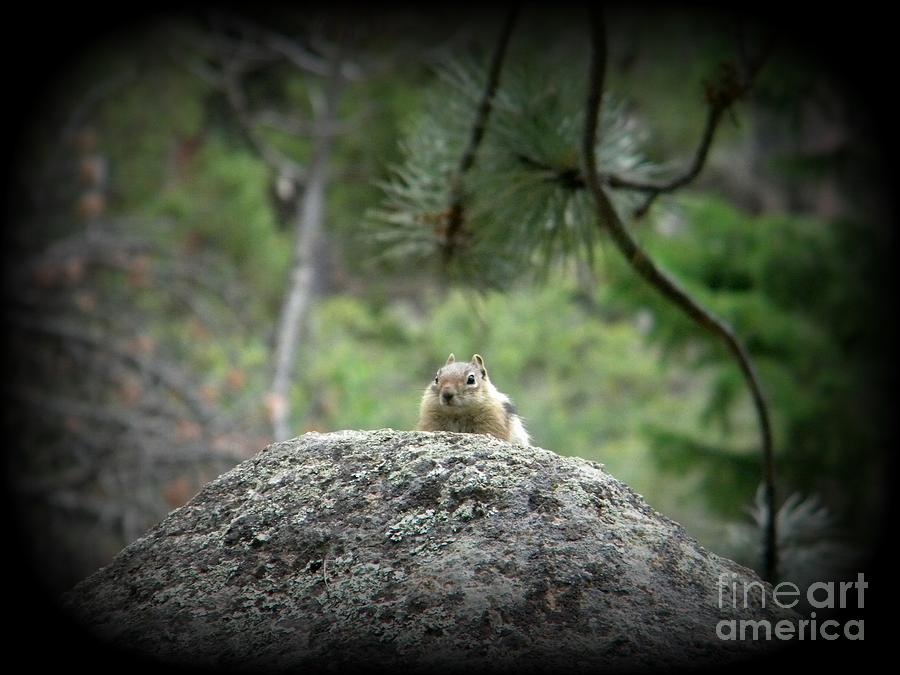 Chipmunk Photograph by Michelle Frizzell-Thompson