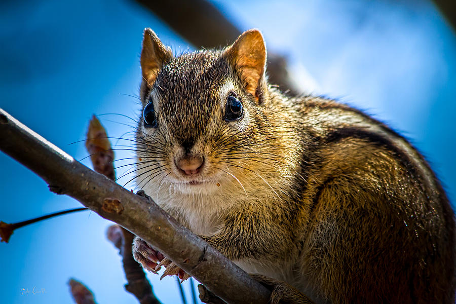 Chipmunk on a branch Photograph by Bob Orsillo