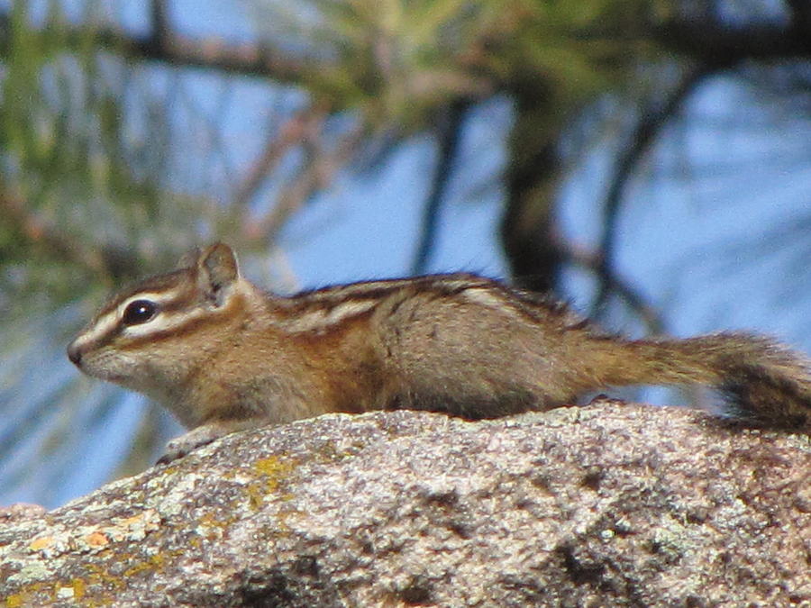 Chipmunk On Alert Photograph By Marion Muhm