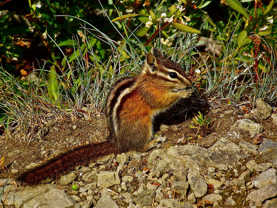 Chipmunk on Hurricane HIll Trail in Olympic National Park, Washington Photograph by Ruth Hager