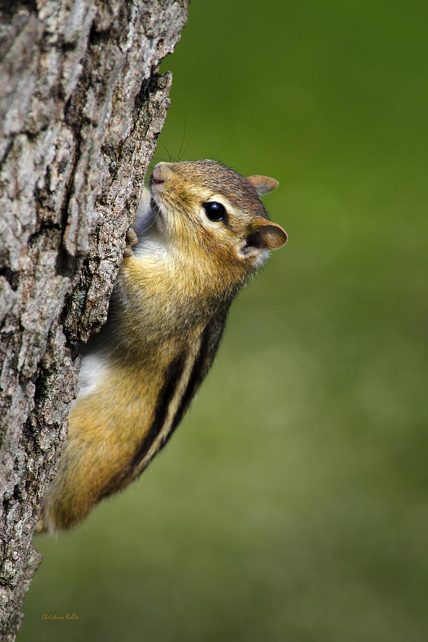 Wildlife Photograph - Chipmunk on Tree by Christina Rollo