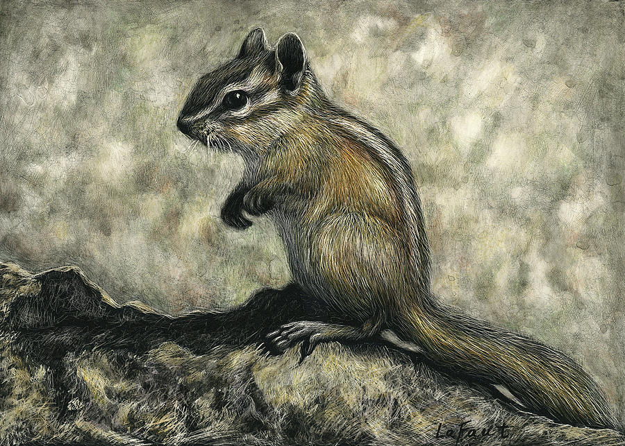 Chipmunk Drawing by Sandra LaFaut