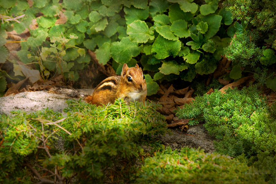 Chipmunk - What a cutie  Photograph by Mike Savad