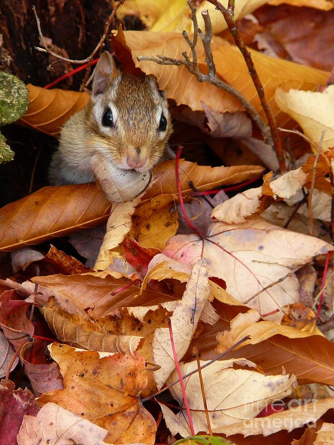 Chipmunk with Acorn in Autumn Photograph by Christine Stack - Fine Art ...