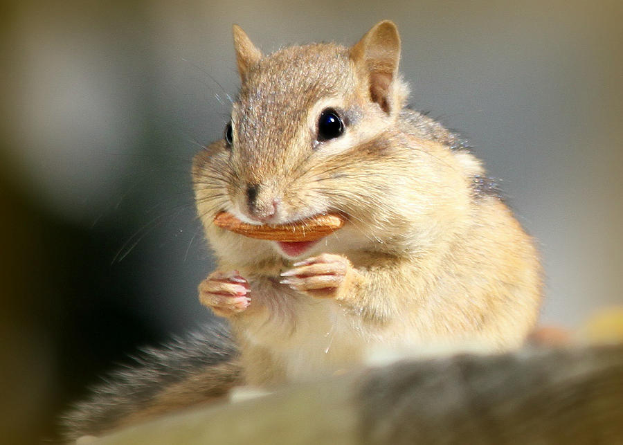 Chipmunk with Almond Photograph by Heidi Farmer