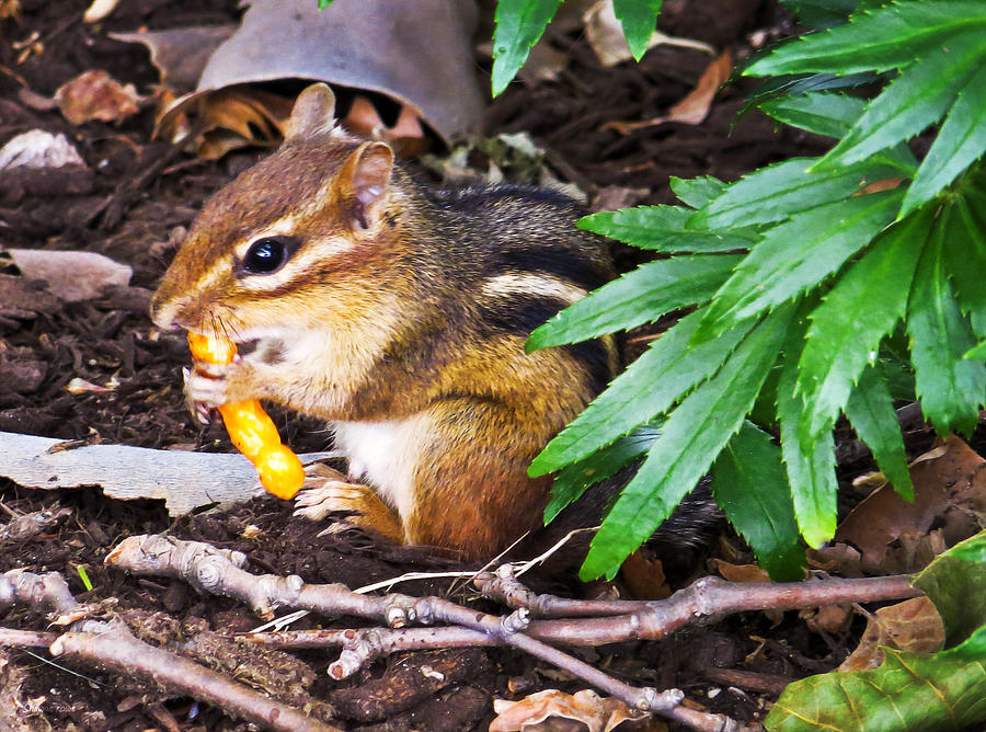 Chipmunk With Cheesy Snack Photograph by Shawna Rowe
