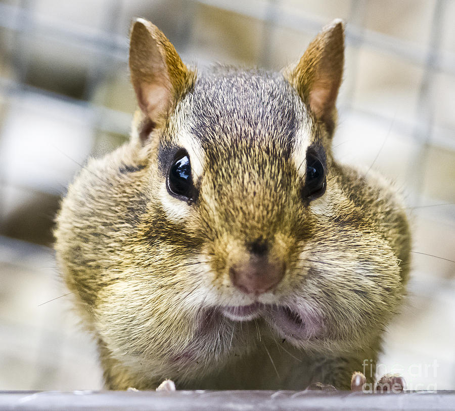 Chipmunk With It's Mouth Full Bong Photograph by Ricky L Jones