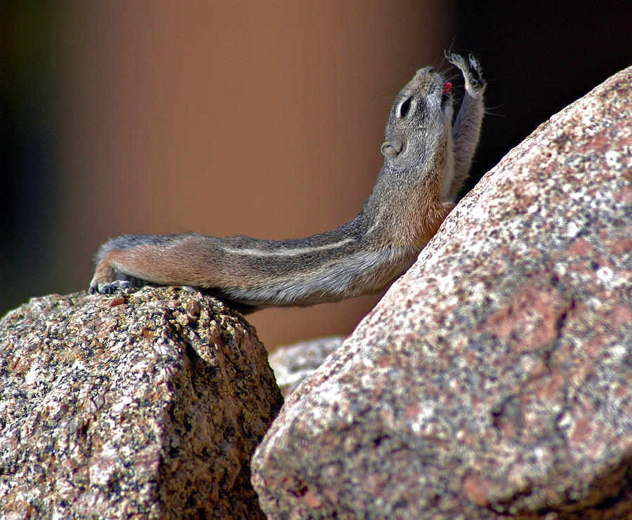 Wildlife Photograph - Chipmunk Yoga by Jay Campbell
