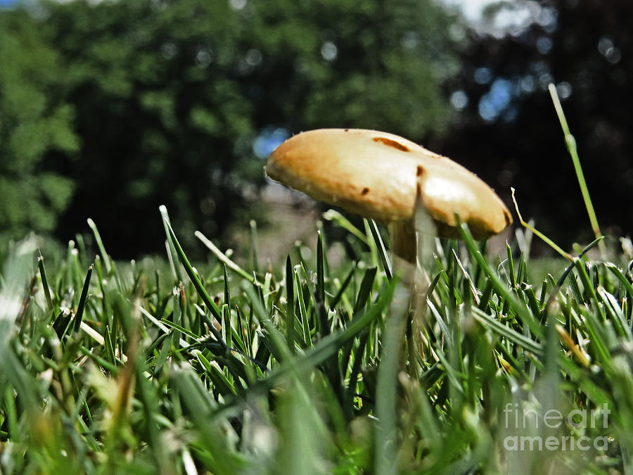 Chipmunks View Of A Mushroom Photograph by Dawn Gari