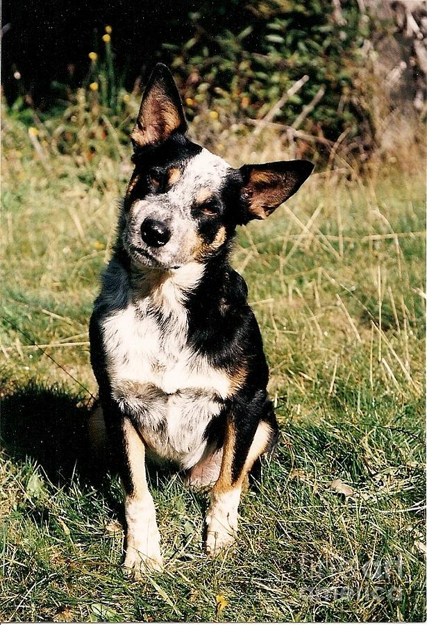 Chipper Australian Cattle Dog Photograph by Liz Snyder