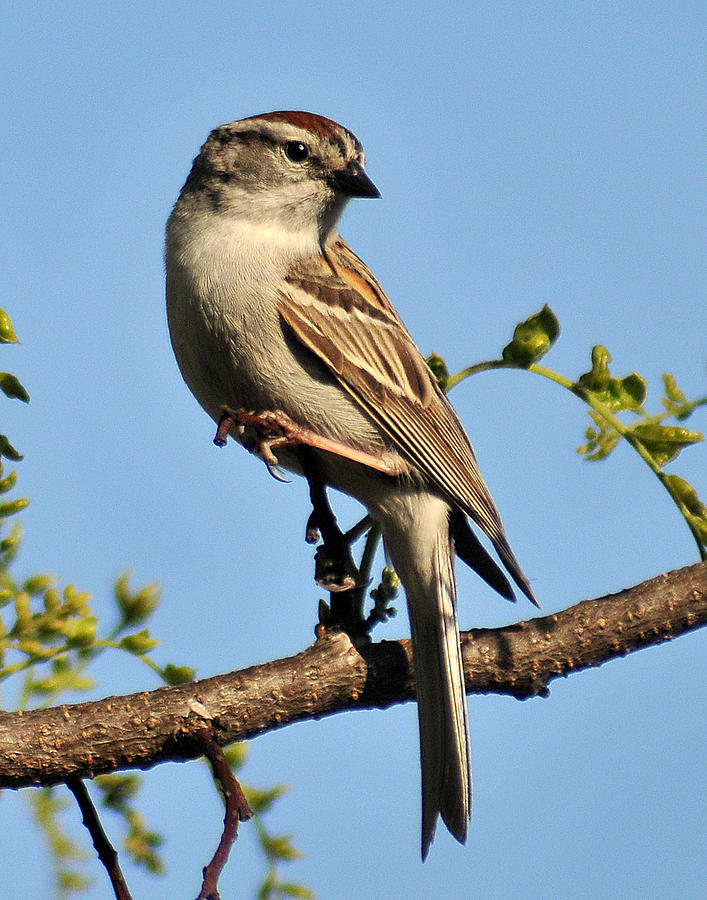 Chipping Sparrow 246 Photograph by Gene Tatroe