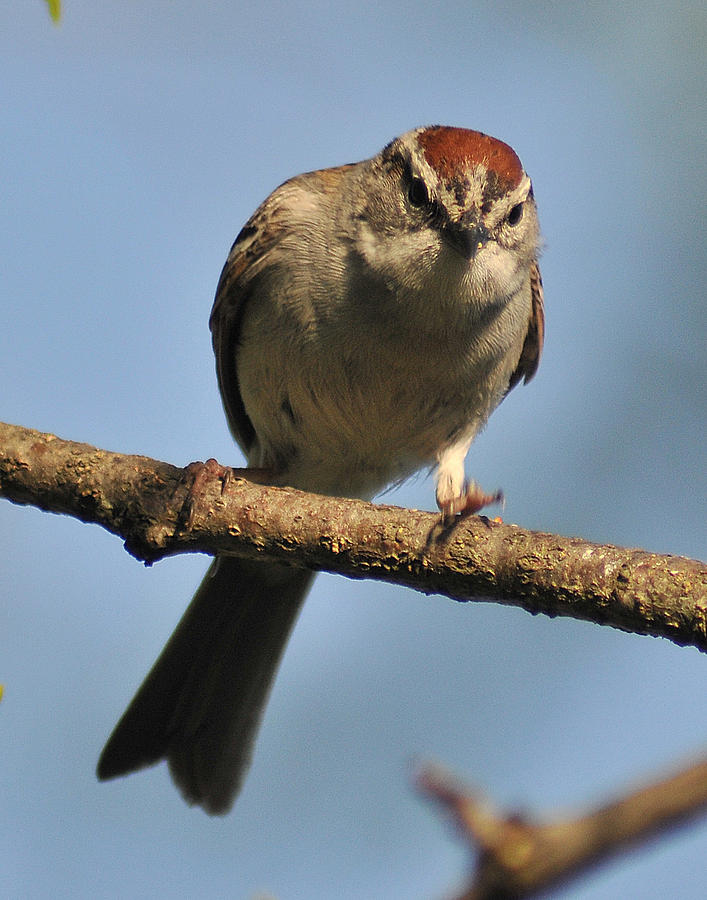 Chipping Sparrow 265 Photograph by Gene Tatroe