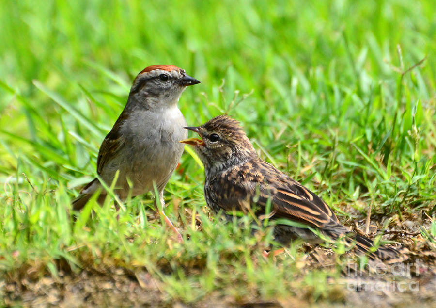 Chipping Sparrow And Chick Photograph by Kathy Baccari