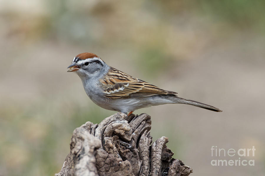 Sparrow Photograph - Chipping Sparrow by Anthony Mercieca